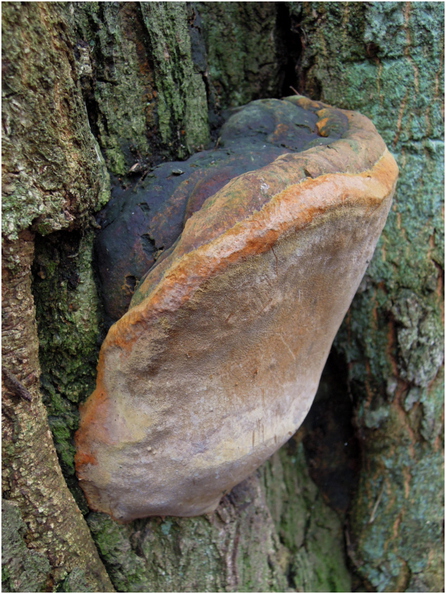  vastagtapló - Phellinus robustus